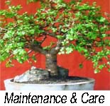 maintenance of trees