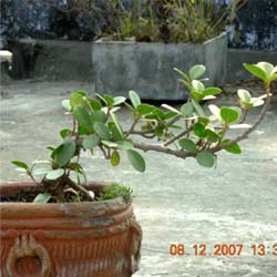 free download  of bonsai