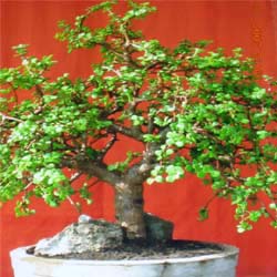 free bonsai