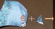 Pigeon   Craft  Model