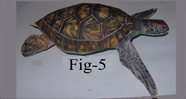 See Turtle Paper Craft  Model