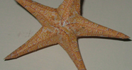 Star Fish  Craft  Model