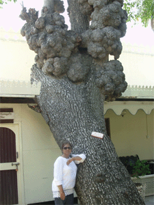 Lake pichola Udaipur