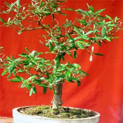 download free  bonsai photo
