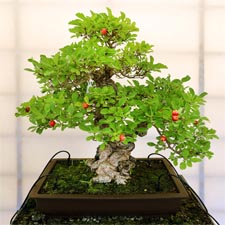 download free  bonsai photo