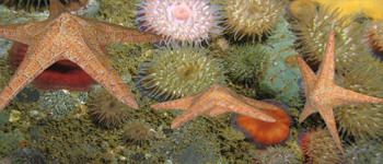 Free Download 3d Paper Craft Models